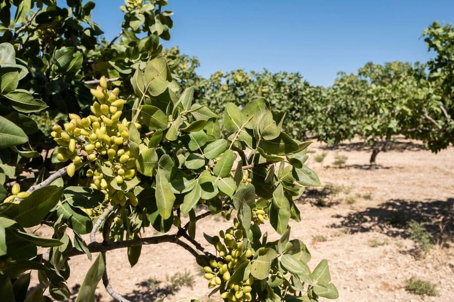 Aegina: Organic Pistachio Orchard Tour with Factory Visit - Harvesting on Aegina: From Tree to Nuts