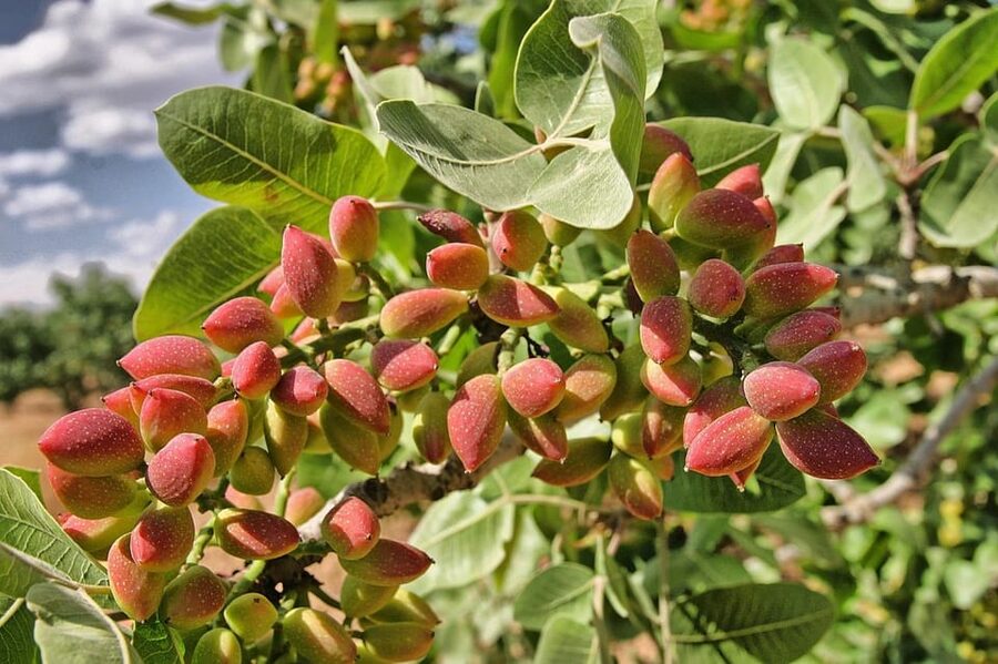 Aegina: Organic Pistachio Orchard Tour with Factory Visit - Inside the Most Important Pistachio Factory on the Island