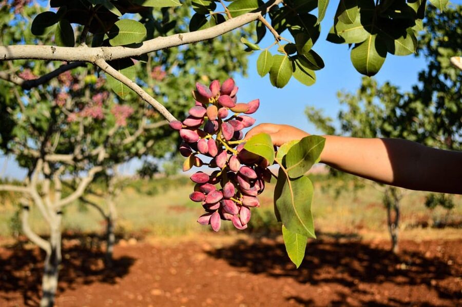 Aegina: Organic Pistachio Orchard Tour with Factory Visit - Price and Value for a 2 Hour Experience