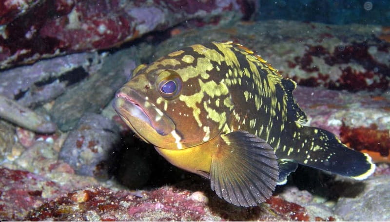 Agia Pelagia: Introduction to Scuba Diving Experience - Key Highlights Worth Booking For