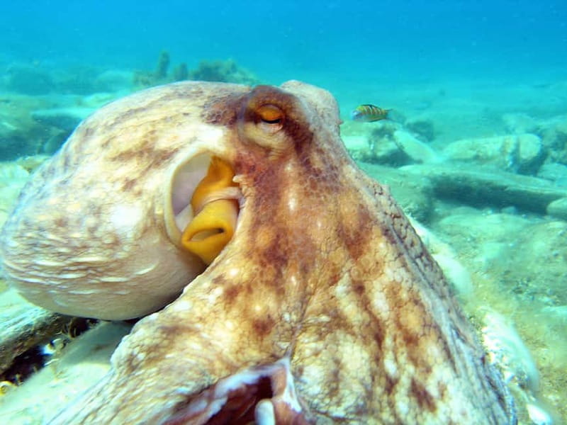 Agia Pelagia: Introduction to Scuba Diving Experience - Agia Pelagia’s Setup Works for First-Time Scuba Students