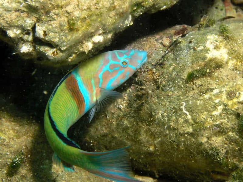Agia Pelagia: Introduction to Scuba Diving Experience - Two 45-Minute Underwater Sessions, With a Real Break Between