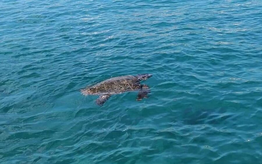 Agios Sostis: Marathonissi, Keri Caves, and Turtle Spotting - Oasi Bay Swim Stop: A Second Chance at Calm Water