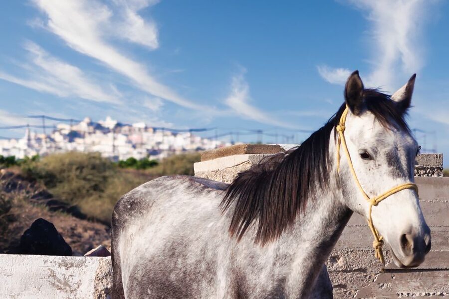 Akrotiri: Guided Horseback Riding Day Trip to a Beach - Key highlights at a glance