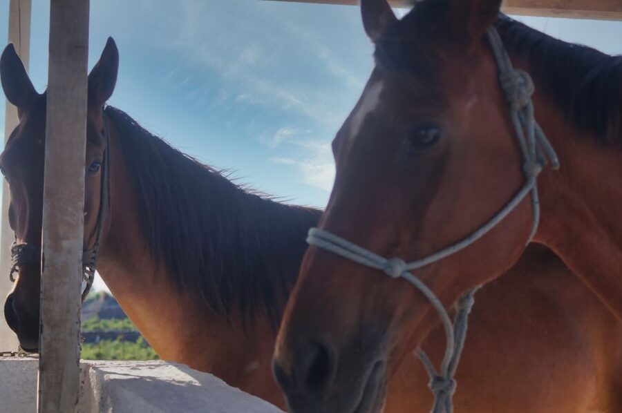 Akrotiri: Guided Horseback Riding Day Trip to a Beach - FAQ