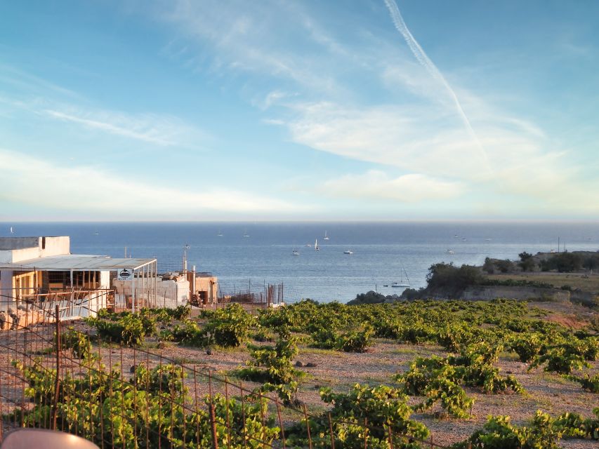 Akrotiri: Guided Horseback Riding Day Trip to a Beach - The route to the beach: vineyards, trails, and volcanic terrain