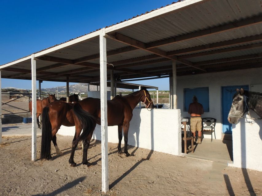 Akrotiri: Guided Horseback Riding Day Trip to a Beach - Black sand beach time and photo stops that actually help