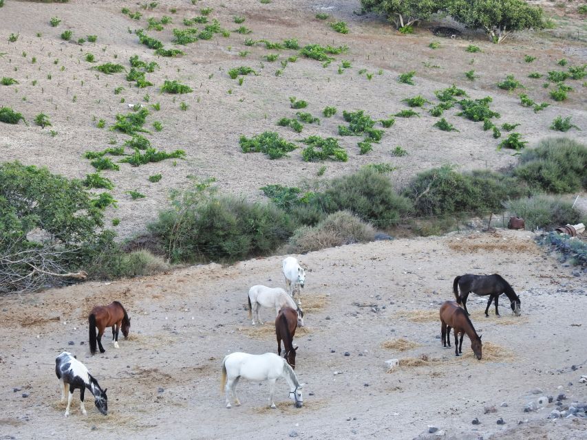 Akrotiri: Guided Horseback Riding Day Trip to a Beach - Value of the $88 price and what’s included