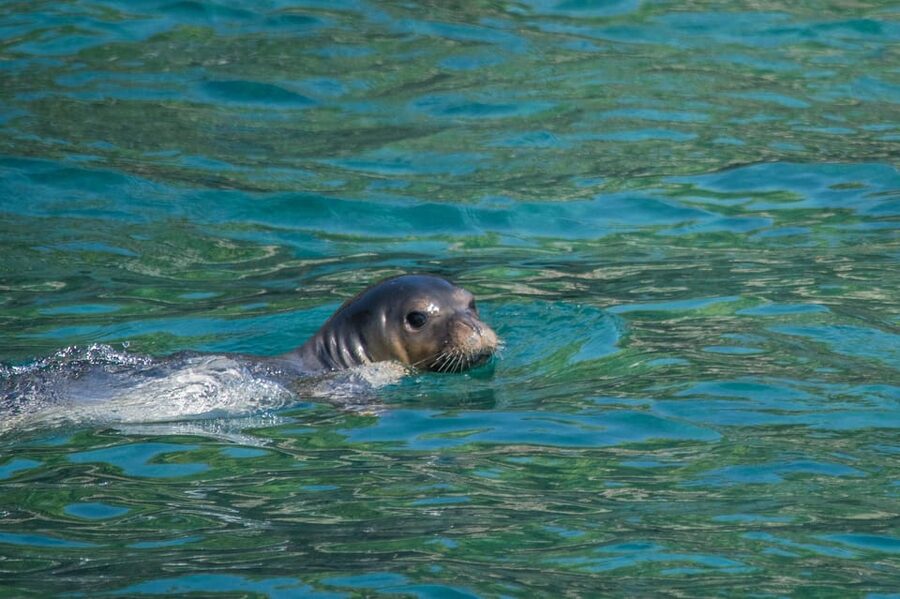 Argostoli: Full-Day Boat Trip with Lunch & Wine - Dolphin and sea turtle watch around Argostoli Bay