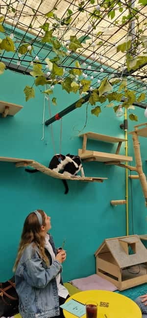 Athens: Cat Cafe Visit with Drink and Sweet - Key things to know before you go