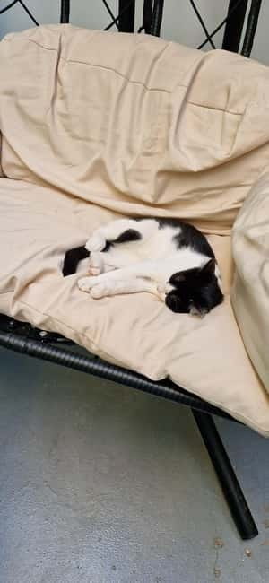 Athens: Cat Cafe Visit with Drink and Sweet - Why Cat Café Athens feels different from a normal café