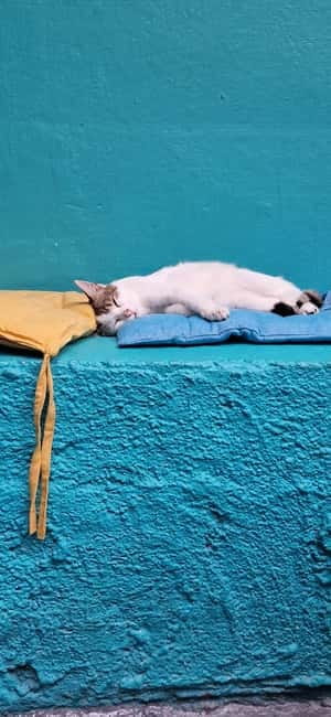 Athens: Cat Cafe Visit with Drink and Sweet - The drinks and sweets: what you can realistically look for