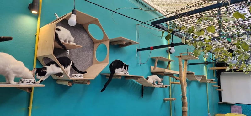 Athens: Cat Cafe Visit with Drink and Sweet - The cats: adoptable personalities, not forced interaction
