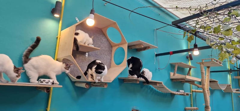 Athens: Cat Cafe Visit with Drink and Sweet - Value check: is $17 per person a fair deal?