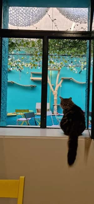 Athens: Cat Cafe Visit with Drink and Sweet - Best for cat lovers, couples, and solo travelers needing a reset