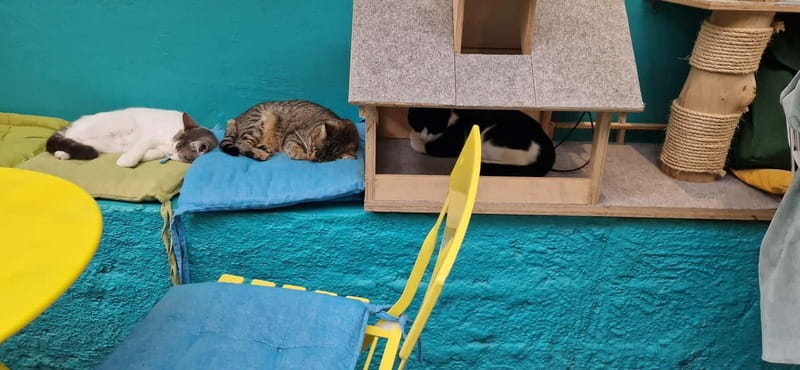 Athens: Cat Cafe Visit with Drink and Sweet - Logistics that actually matter once you arrive