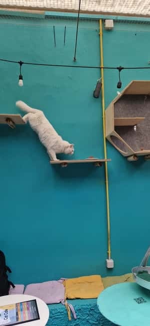 Athens: Cat Cafe Visit with Drink and Sweet - Pairing Cat Café Athens with your sightseeing day