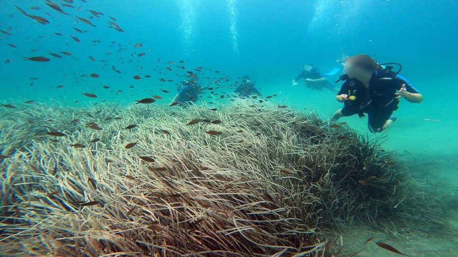 Athens East Coast: Discover Scuba Diving in Nea Makri - Equipment, insurance, and the comfort system for cautious learners