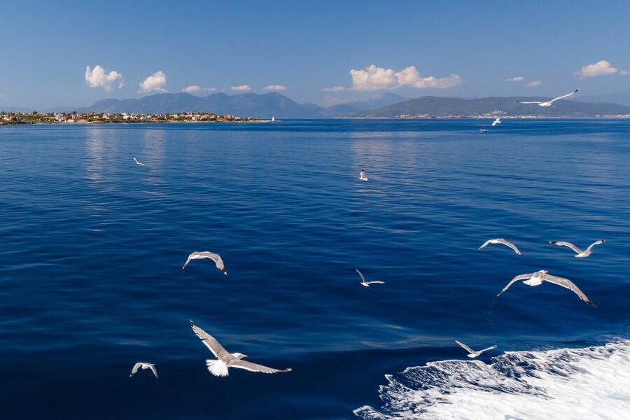 Athens: Guided Day Trip to Aegina Island with Swimming - Lunch and Seafood Without Losing the Clock