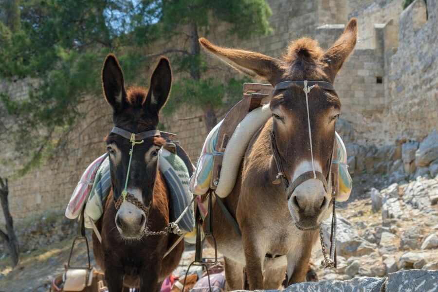 Best of Rhodes Tour including Lindos and Medieval City - Lindos: The Guided Walk, Then Your Own Hour