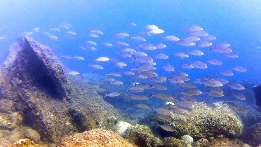 Chalkidiki: Scuba Diving for Beginners in Kassandra - Price and Value: Is $92 Worth It for a First Scuba Experience?