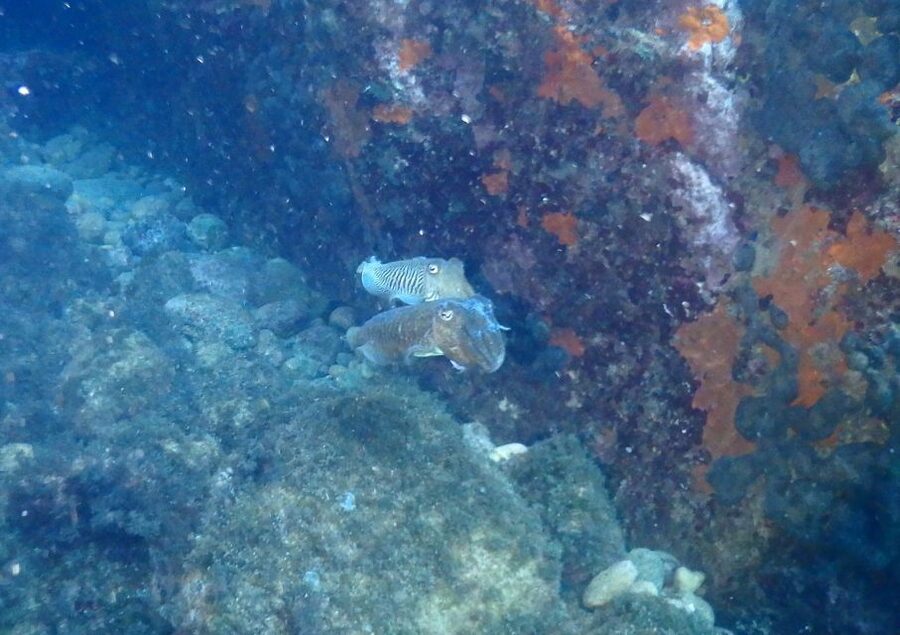 Chalkidiki: Scuba Diving for Beginners in Kassandra - PADI-Style Coaching That Keeps You Calm (and Teaches You Fast)