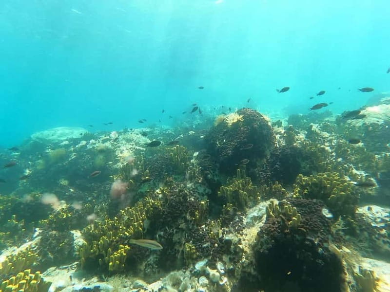 Chalkidiki: Snorkeling Adventure in Sithonia - Quick highlights for your checklist