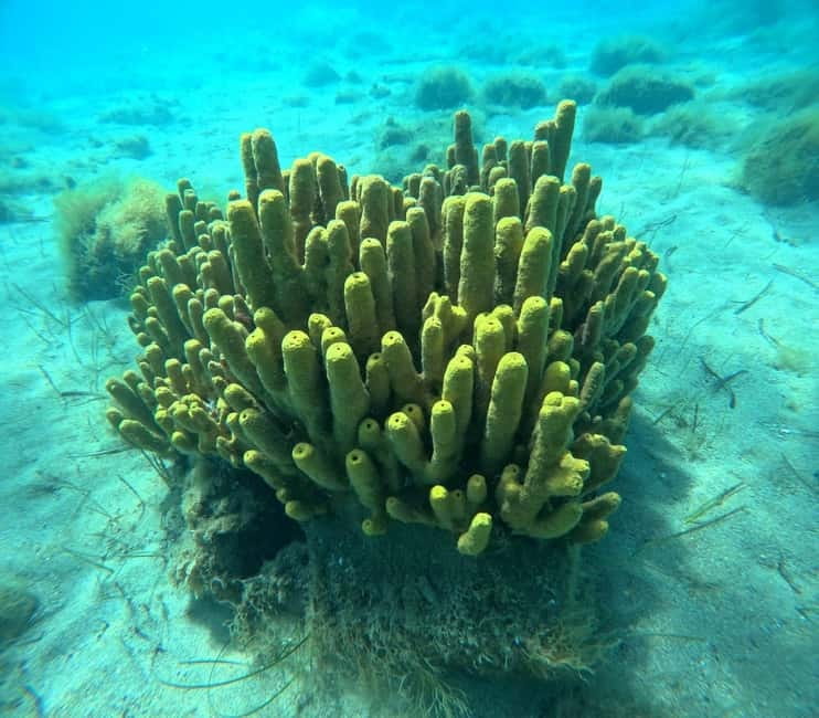 Chalkidiki: Snorkeling Adventure in Sithonia - Kalogria Beach snorkeling: calm entry and an hour of marine spotting