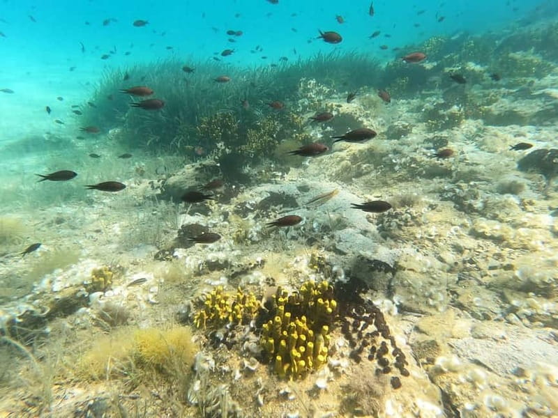 Chalkidiki: Snorkeling Adventure in Sithonia - Should you book it or look elsewhere?