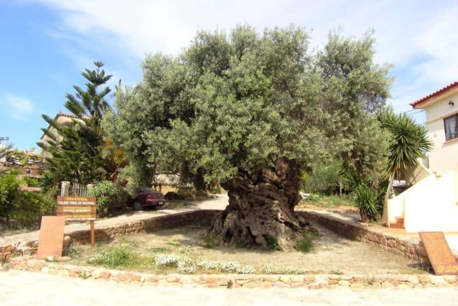 Chania Area: Food Tasting Tour with Winery Visit - Key highlights you should care about