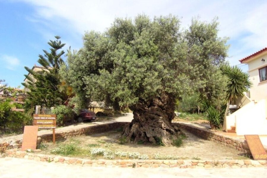 Chania Area: Food Tasting Tour with Winery Visit - Guide energy matters: how Linda (and the team) shapes the day