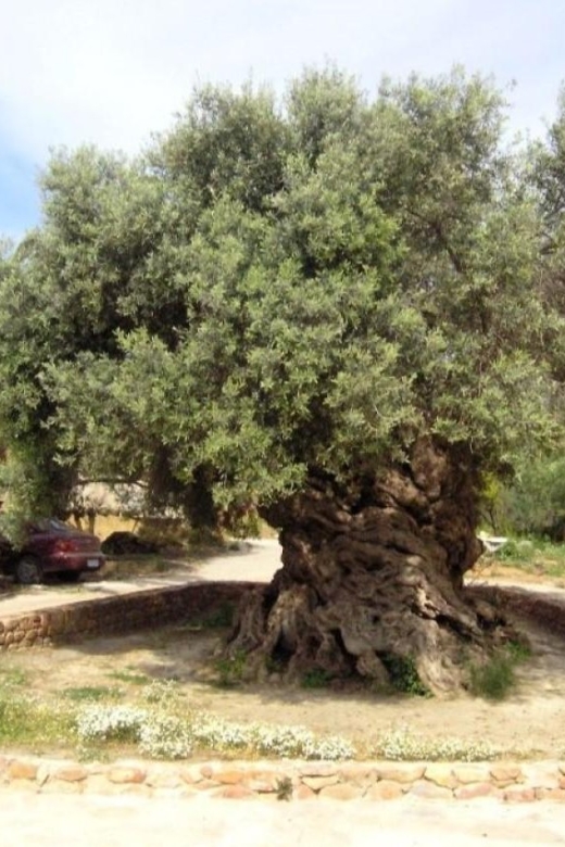 Chania Area: Food Tasting Tour with Winery Visit - Who should book this Chania area food tasting tour with winery visit