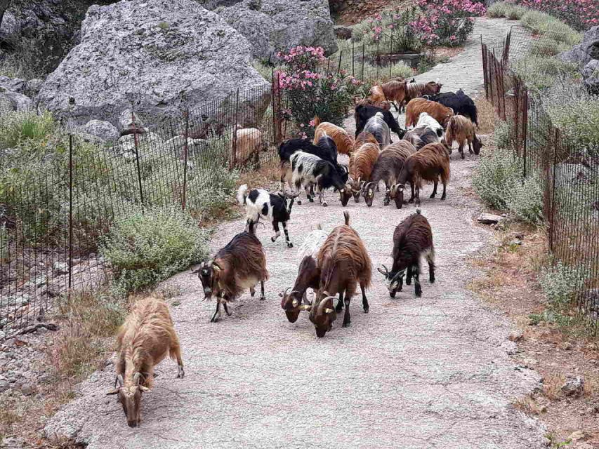 Chania: Balos and Falassarna Tour with Loungers and Lunch - Lunch by the Sea: What You Get and How to Time It