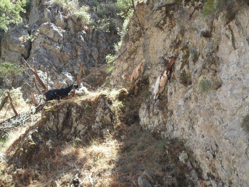 Chania: Imbros Gorge and Libyan Sea Day Tour - Who should book, and who should skip this tour
