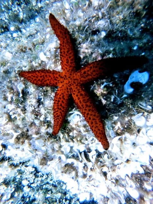 Chania: Scuba Diving for Beginners - Who this beginner scuba session is best for