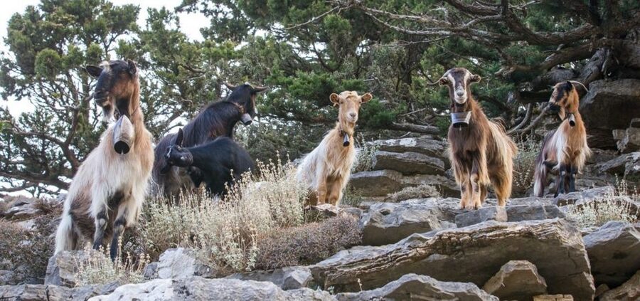 Chania: White Mountains Safari Tour with Lunch and Tastings - Who should book this White Mountains safari from Chania