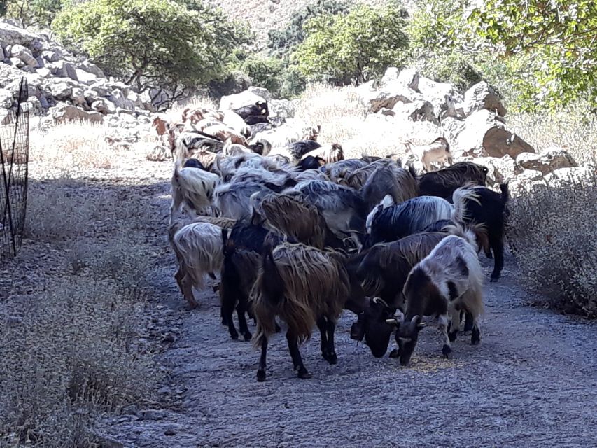 Chania: White Mountains Safari Tour with Lunch and Tastings - Omalos Plateau at 1,000 meters: shepherd country and high-elevation quiet