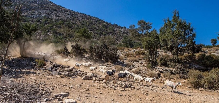 Chania: White Mountains Safari Tour with Lunch and Tastings - Lunch at Samaria Gorge entrance: seasonal Cretan flavors with Pachnes views