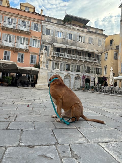 Corfu: Dog Sightseeing Tour - Church to promenade, delivered with local tips you can use right away
