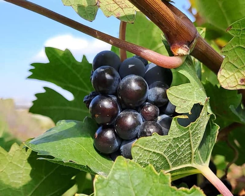 Crete: 2 Wineries Private Tour with Wine Tasting & Lunch - Key highlights worth looking for