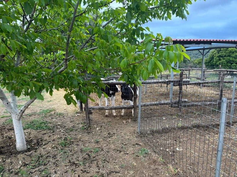 Crete: Farm Visit with Cheese Tasting and Milking Experience - Tasting table details: feta, graviera, Tyromalama, yoghurt, desserts, and raki