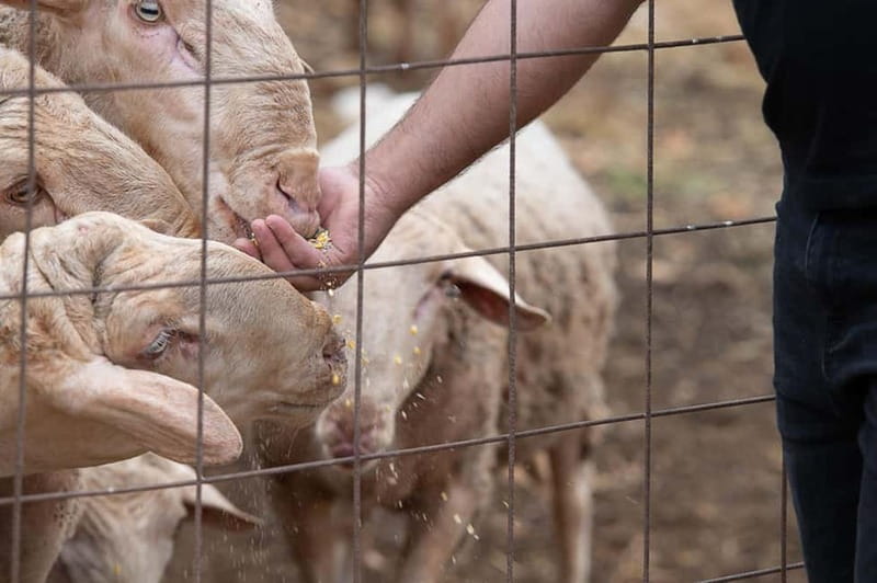 Crete: Farm Visit with Cheese Tasting and Milking Experience - Who should book this farm visit (and who might not love it)