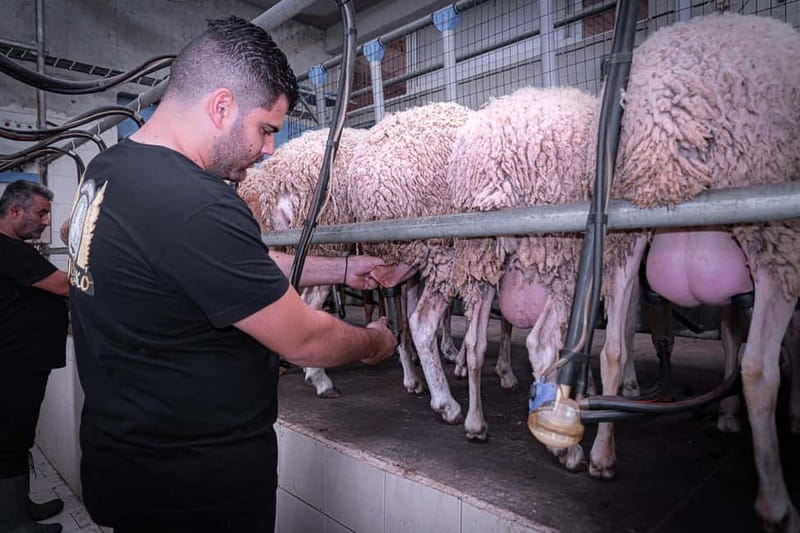 Crete: Farm Visit with Cheese Tasting and Milking Experience - Entering Arkadianos Farm: animals, feeding, and close-up photos