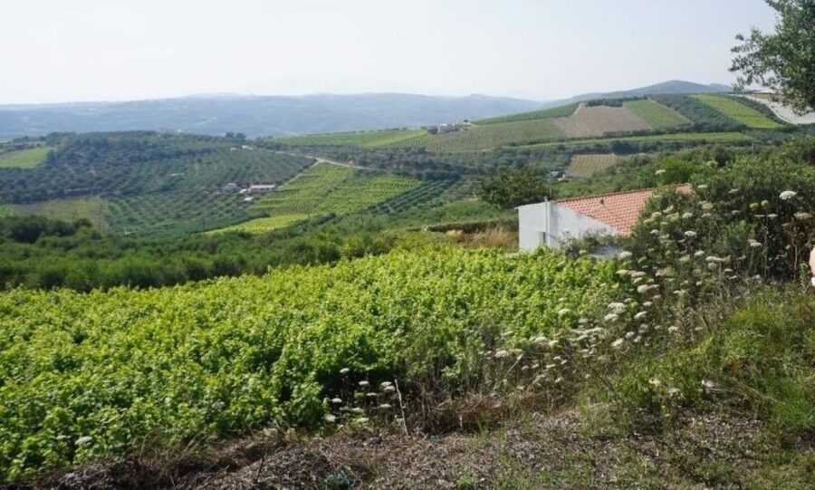 Crete: Full-Day Cretan Wines, Olive Oil, Raki and Food Tour - Thrapsano pottery workshop: hands-on clay time (and the Sunday catch)