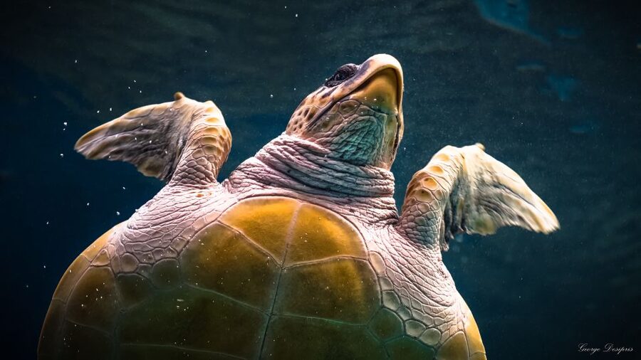 Crete: Heraklion Center, Local Market and Creta Aquarium - Free Time in Heraklion: Markets, Dedalos Street, and Street-Life Decisions