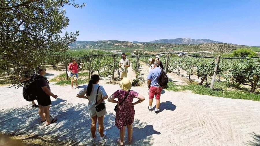 Crete: Knossos Palace, Winery & Olive Oil Tour with Lunch - A smooth 6-hour loop across Crete’s food and myth