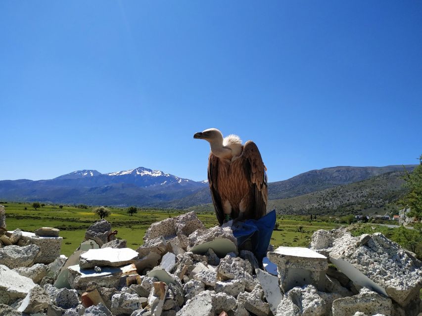 Crete: Lasithi Plateau and Cave of Zeus Off-Road Safari Tour - Price and value: what $104 buys you in Crete