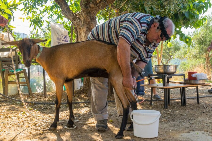 Crete: Lasithi Plateau and Cave of Zeus Off-Road Safari Tour - Potamies farm life: cheese, animals, and hands-on rural rhythm