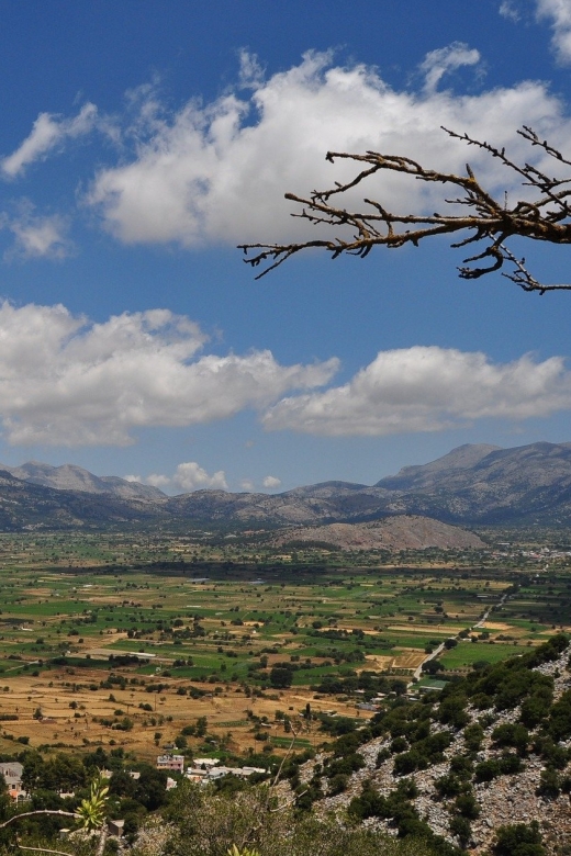 Crete: Lasithi Plateau and Knossos Palace Day Tour - Krasi Village: where an ancient plane tree shades the square