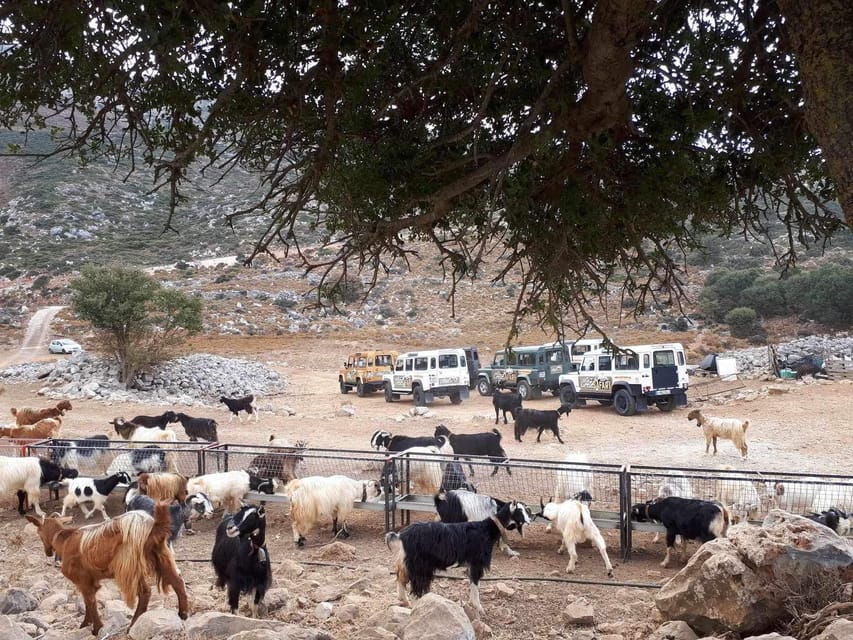 Crete: Lasithi Plateau Zeus Cave Guided Jeep Safari Tour - Lasithi Plateau at altitude: photos, wildlife, and honest mountain time